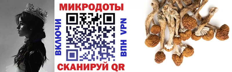 Псилоцибиновые грибы Cubensis  Буй 